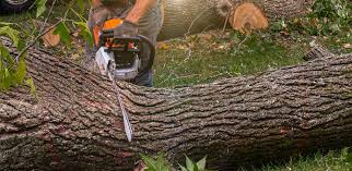 Best Residential Tree Removal  in USA