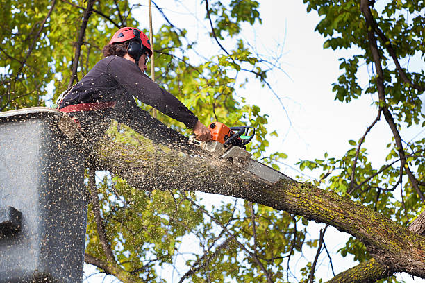 Best Tree Fertilization Services  in USA